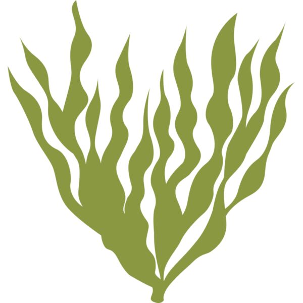 Sea Plants 5 Thumbnail